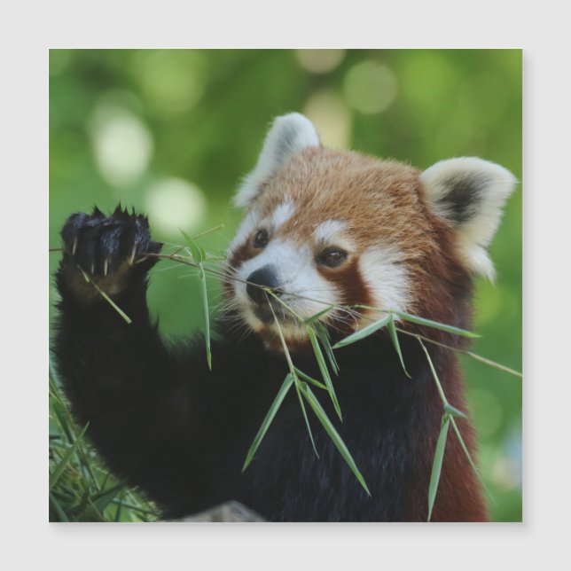 Carte Magnétique RedPanda 002 (Devant)