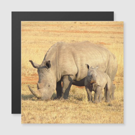 Carte Magnétique rhinocéros mignons en afrique (Devant / Derrière)
