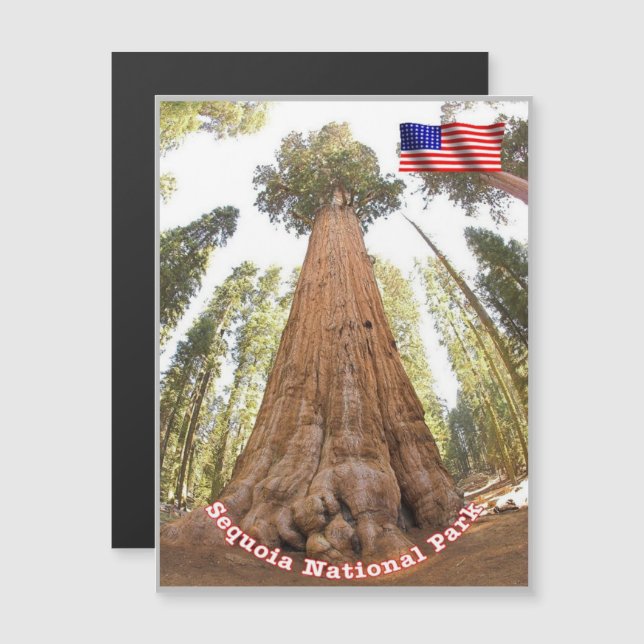 Carte Magnétique Sequoia - Général Sherman Tree - États-Unis - (Devant / Derrière)