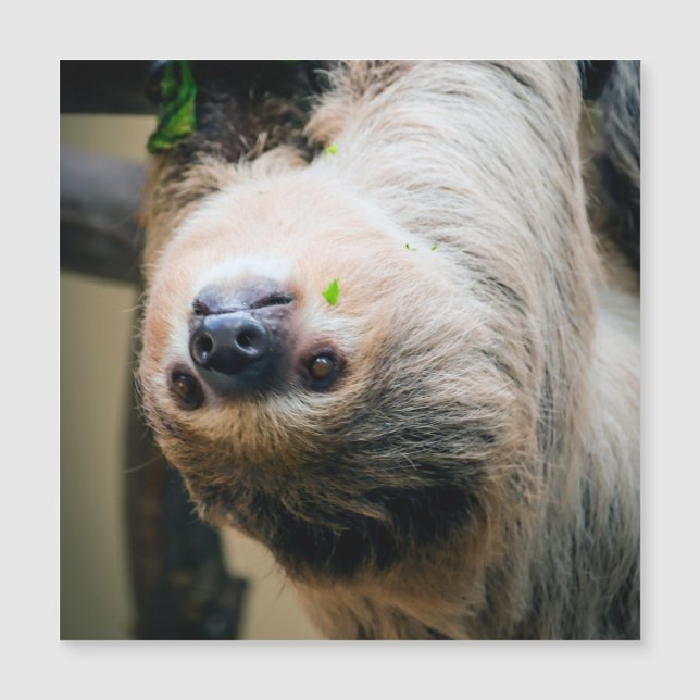 Carte Magnétique Sloth 001 (Devant)