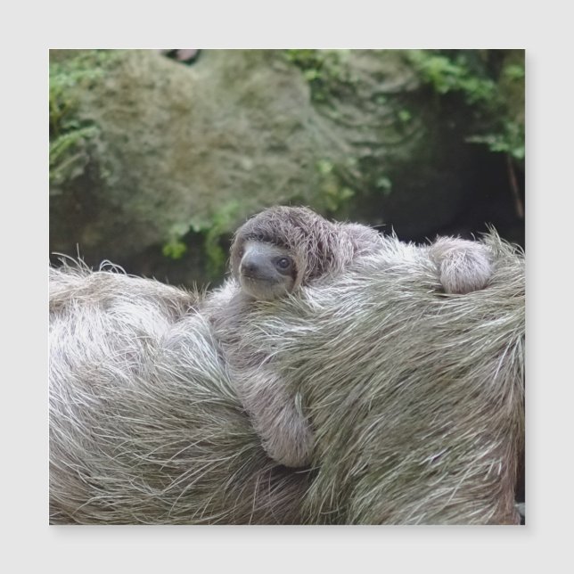 Carte Magnétique Sloth_20171104_par_JAMFoto (Devant)