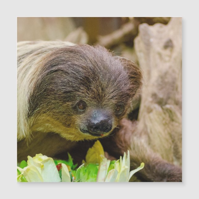 Carte Magnétique Sloth_20171107_by_JAMFoto (Devant)