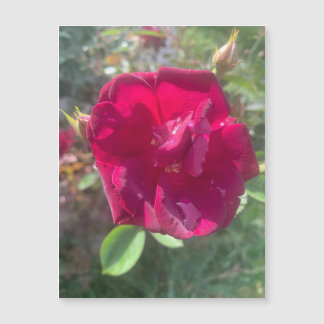 Carte Magnétique Soleil après l'aimant Rose de douche