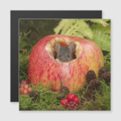 Carte Magnétique souris à pomme (Devant / Derrière)