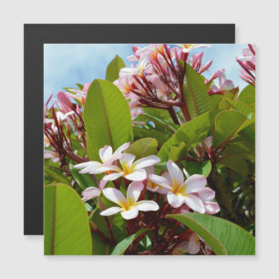 Carte Magnétique Splendeur Rose, Frangipani Rose Fleurit Sur Un Arb
