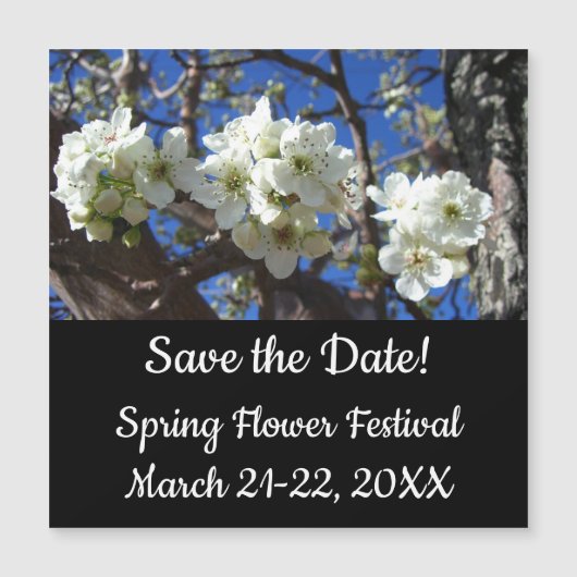 Carte Magnétique Spring Flowering Pear Tree (Devant)