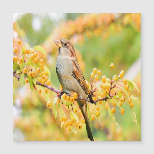 Carte Magnétique Spring time Sparrow (Devant)