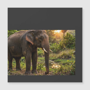 Carte Magnétique Tasse éléphant du parc national de Yala - Faune de