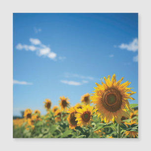 Carte Magnétique Terrain de tournesol