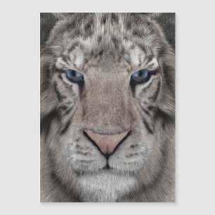 Carte Magnétique tête_de_tigre_blanc