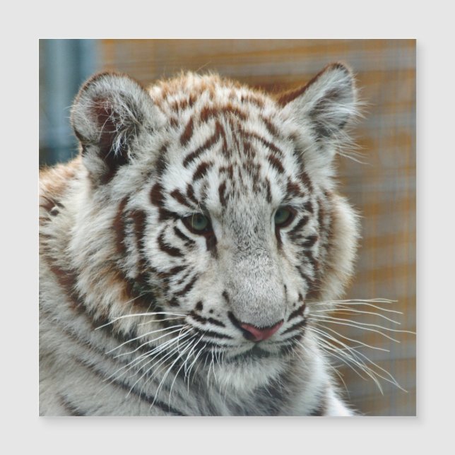 Carte Magnétique Tiger20151001 (Devant)