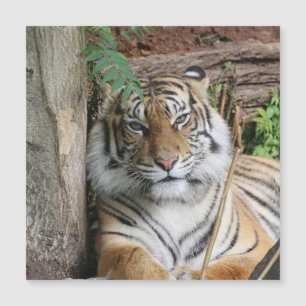 Carte Magnétique Tigre 005