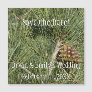 Carte Magnétique Torrey Pine Closeup California Botanical