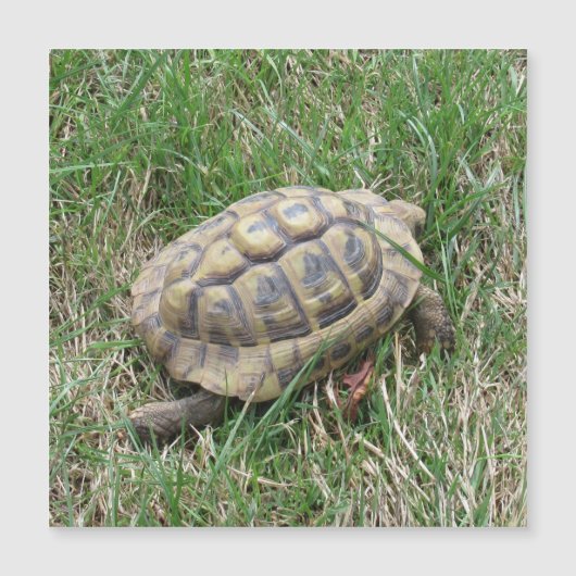 Carte Magnétique Tortue (Devant)