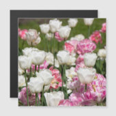 Carte Magnétique Tulipes blanches et roses brillantes par jour enso (Devant / Derrière)