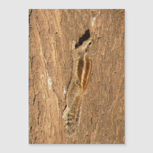 Carte Magnétique Un écureuil de palme indien sur un tronc d'arbre