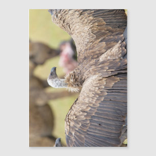 Carte Magnétique Vautour et Hyène