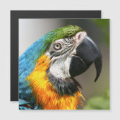 Carte Magnétique Vibrant couleur Macaw (Devant / Derrière)