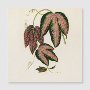 Carte Magnétique Vin de Passion Tri-Coloré (Passiflora Trifasciata)