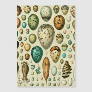 Carte Magnétique Vintage Bird Eggs French Fish Egg