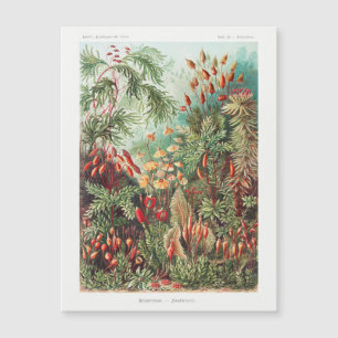 Carte Magnétique Vintage forêt tropicale d'antan
