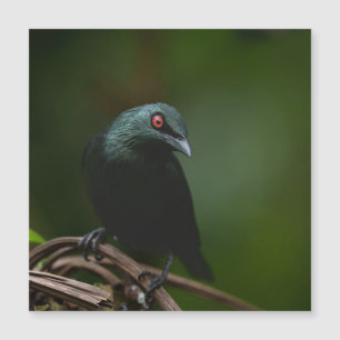 Carte Magnétique Vivid yeux rouges de l'asiatique lustré Starling