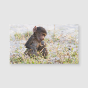 Carte Magnétique Young Baboon