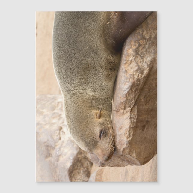 Carte Magnétique Young sea lion (Devant)