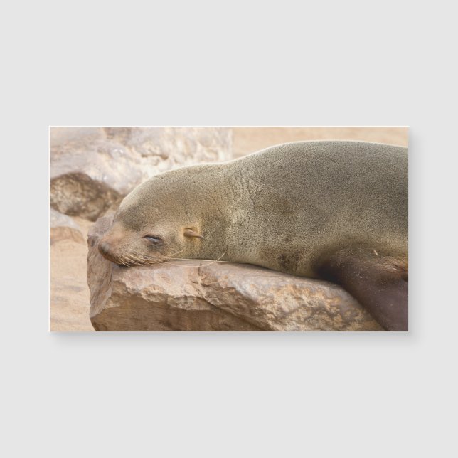 Carte Magnétique Young sea lion (Devant)