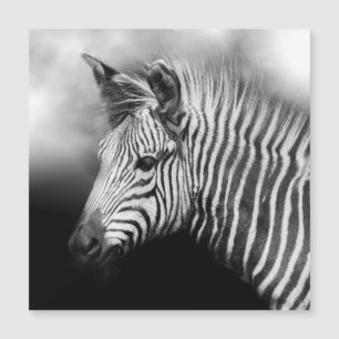 Carte Magnétique Zebra Foal