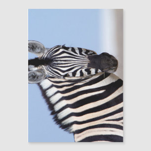 Carte Magnétique Zebra looking at you