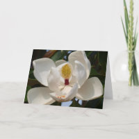 Magnolia 72