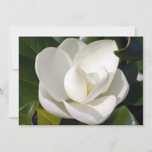 Carte Magnolia Bloom