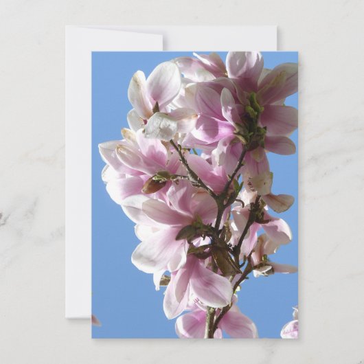 Carte Magnolia blossom (Devant)
