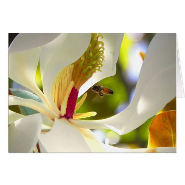 Carte Magnolia et Honey Bee (Devant horizontal)