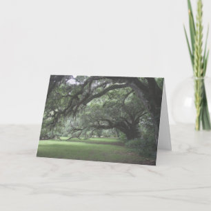 Carte Magnolia Gardens arbres chênes vivants Vierge