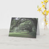 Carte Magnolia Gardens arbres vivaces de chêne Vide (Fleur jaune)