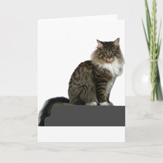 Carte maine coon assis sur une étagère (Devant)