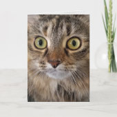 Carte Maine Coon Cat (Devant)