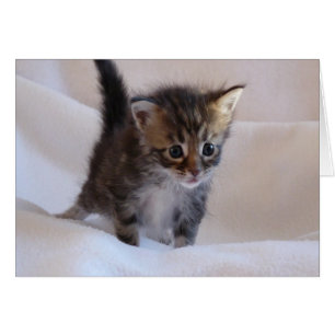 Carte Maine Coon Kitten