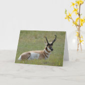 Carte Majestic Male Pronghorn, Custer, SD - (Fleur jaune)