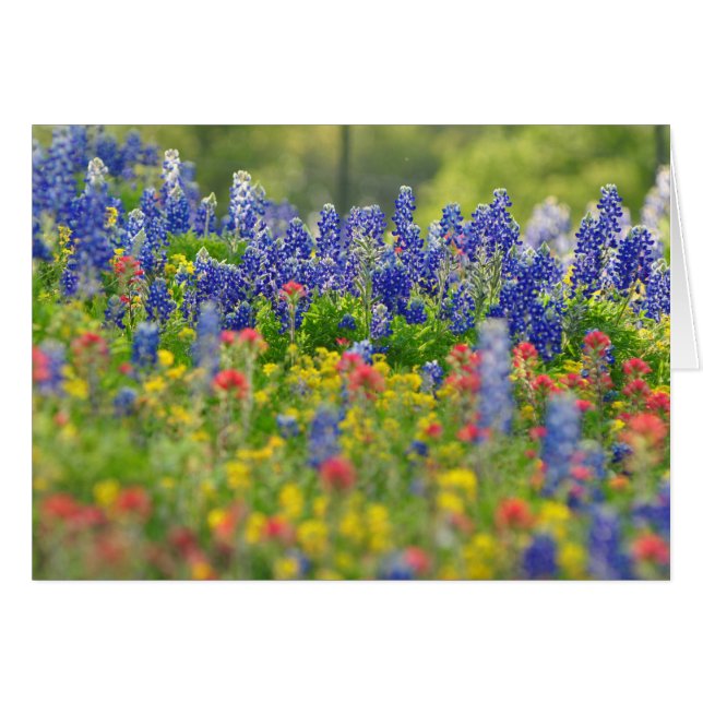 Carte majestueuse de Bluebonnets (Devant horizontal)