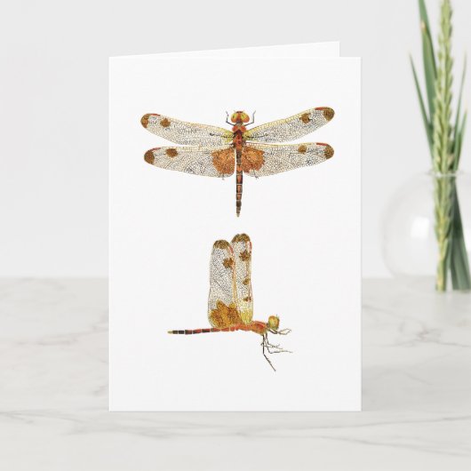 Carte Male Calico Pennant Dragonfly - 2 vues (Devant)