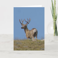 Mâle de cerfs communs de mule de D9a en velours