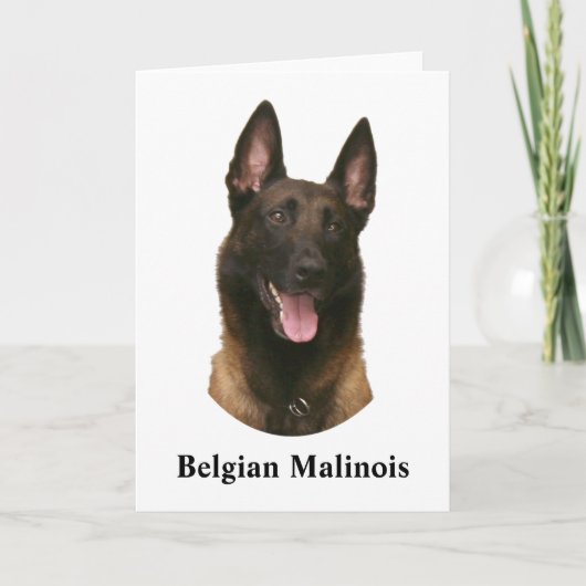 Carte malinois belge (Devant)