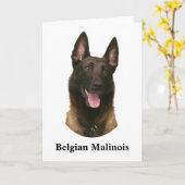 Carte malinois belge (Fleur jaune)