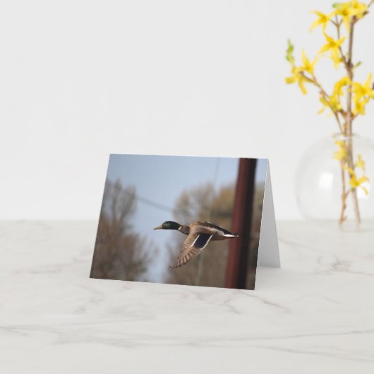 Carte Mallard (Fleur jaune)