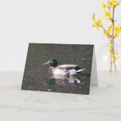 Carte Mallard (Fleur jaune)