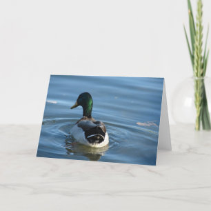 Carte Mallard Drake