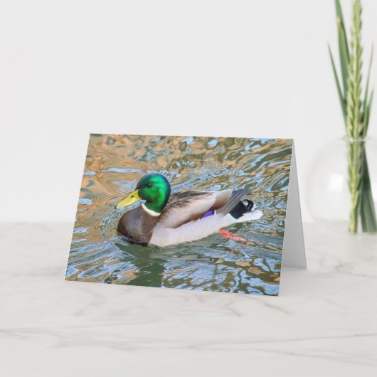 Carte Mallard Duck. Bute Park, Cardiff, Pays de Galles (Devant)